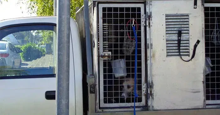 A dog whimpers in a hauler truck in New Zealand