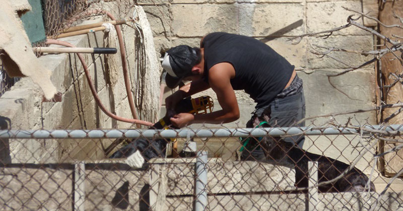 A greyhound can be seen at the Caliente dog track