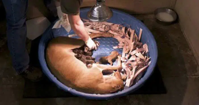 A mother and her puppies at a greyhound breeding farm