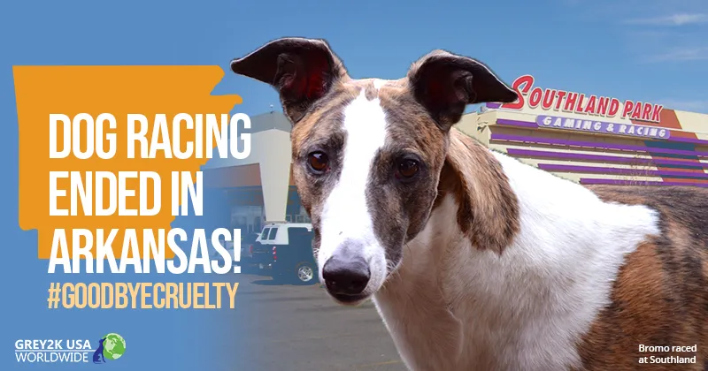 Dog racing ended in Arkansas #GoodbyeCruelty