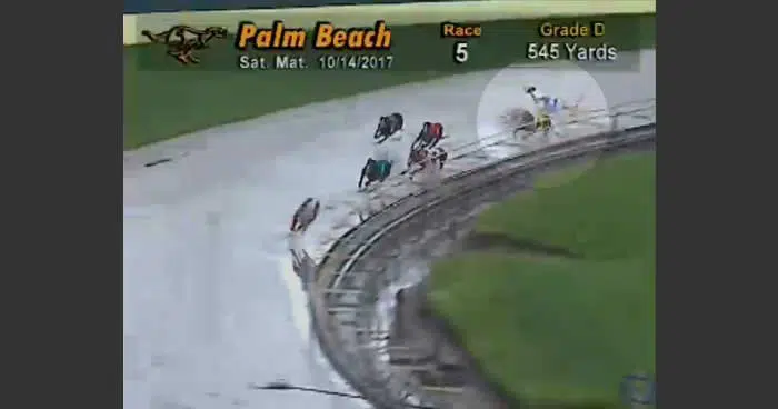 Dogs collide on a wet Florida track