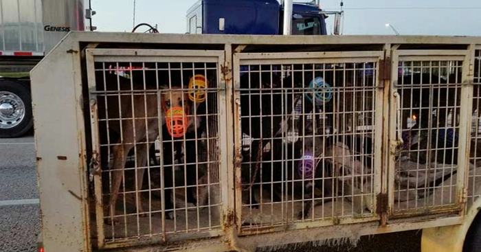 Greyhounds are transported to a track in Sarasota, Florida