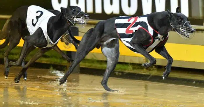 Unsafe wet dog racing tracks in Australia