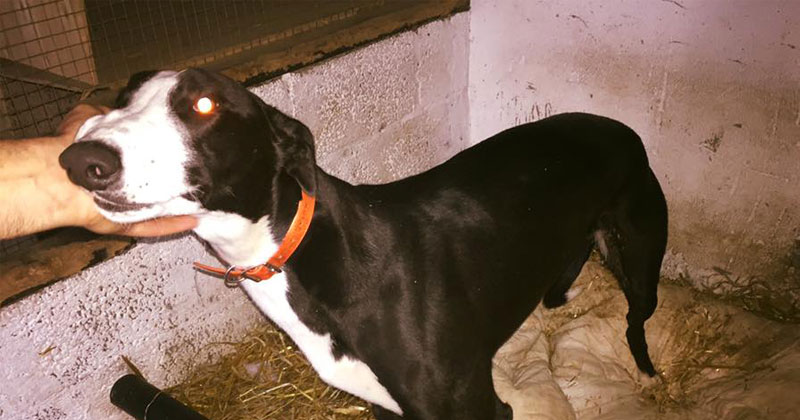 A greyhound at an Irish kennel in Donegal