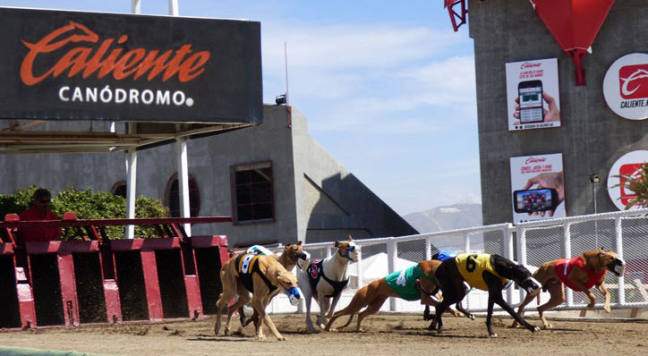 350 surviving dogs were rescued from Tijuana and sent to waiting rescue groups!