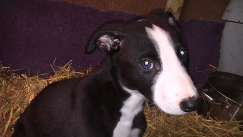 A puppy bred for racing in Ireland