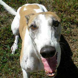 Greyhound puppies behind a fence