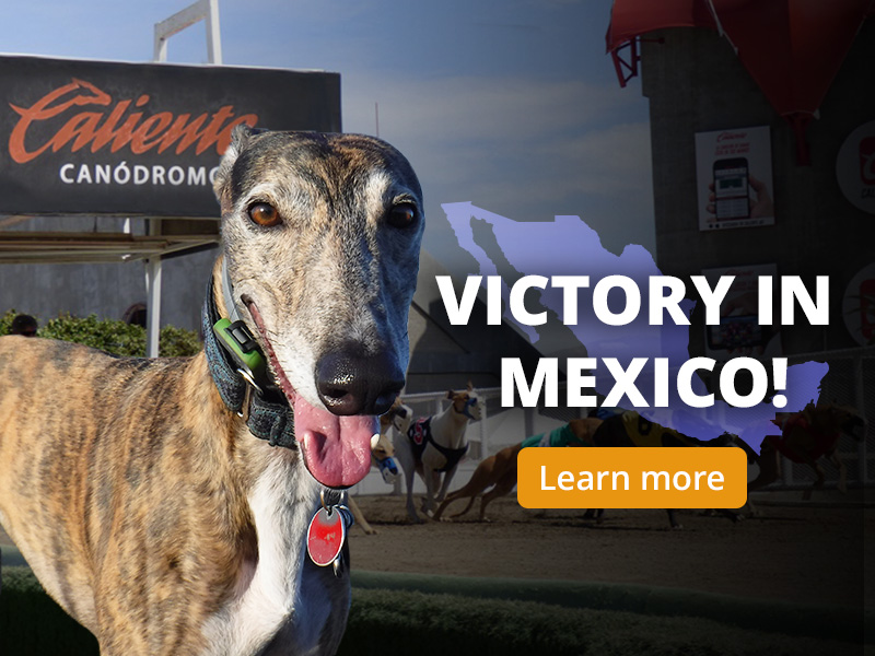 The last dog track in Mexico has closed!