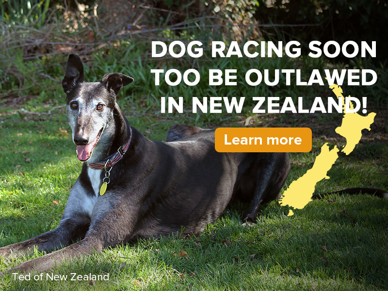 Dog racing soone to be outlawed in New Zealand