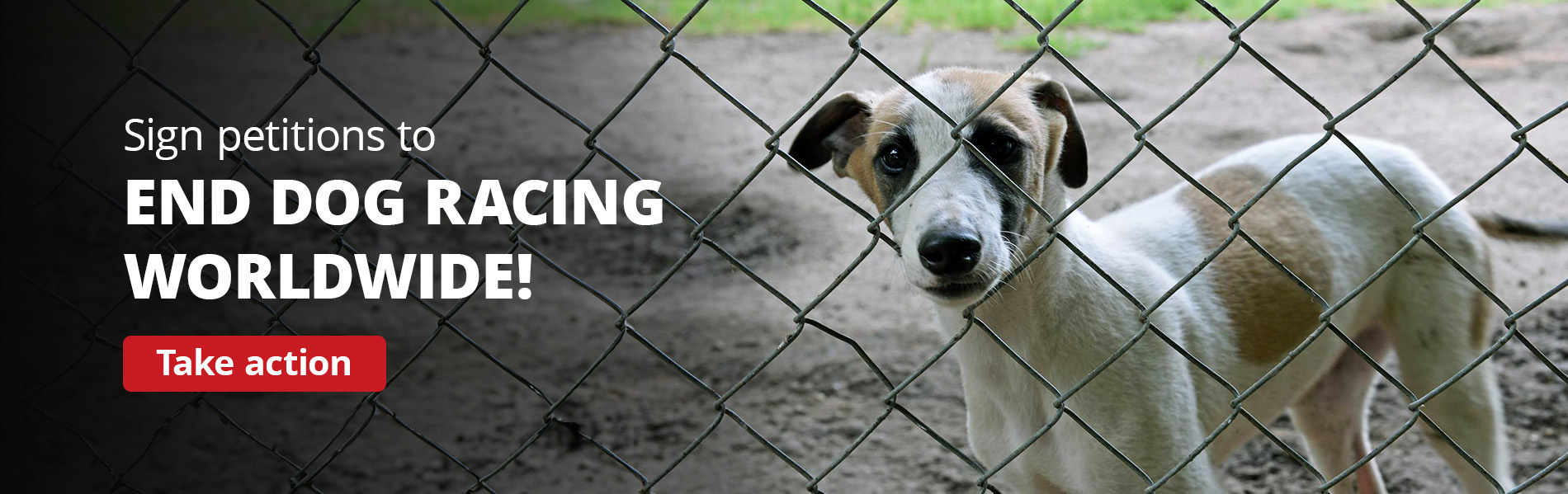 Sign petitions to end dog racing worldwide!