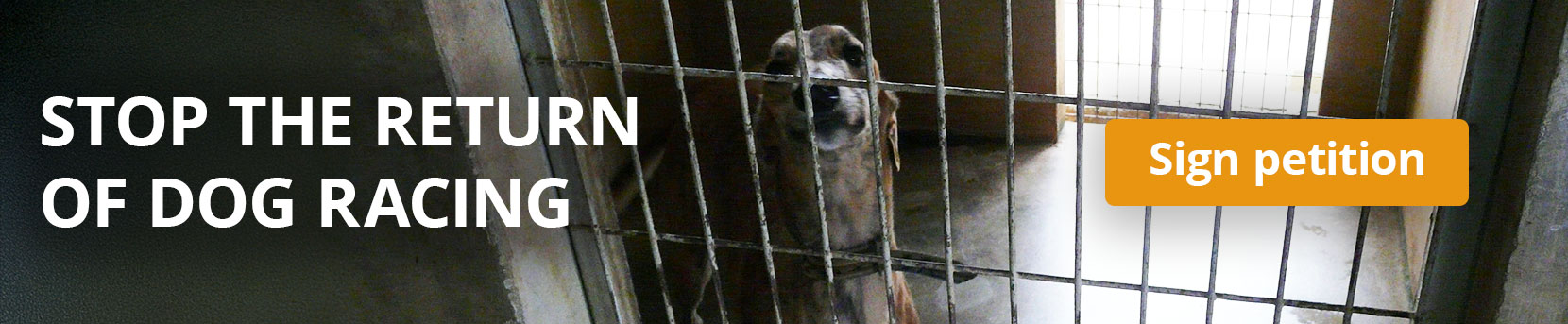 Stop the return of dog racing in Vietnam