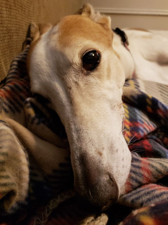 Audrey the greyhound