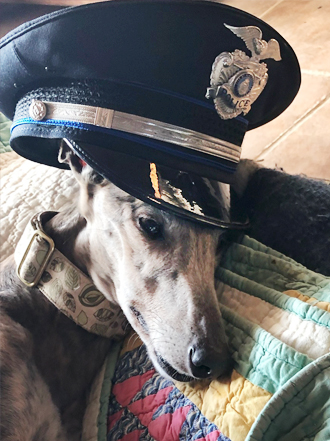 Journey the greyhound