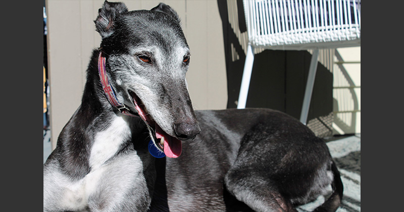 Ted is featured in our 2025 Greyhound Freedom Calendar