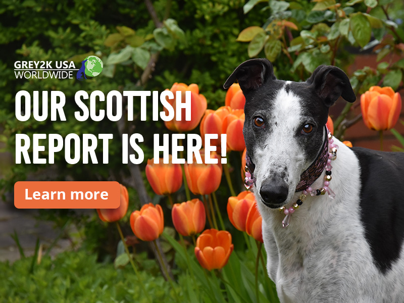 Razing the last dog track in Scotland would ass 5.9 million to UK economy