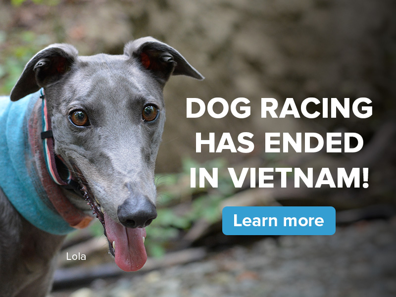 Dog racing has ended in Vietnam